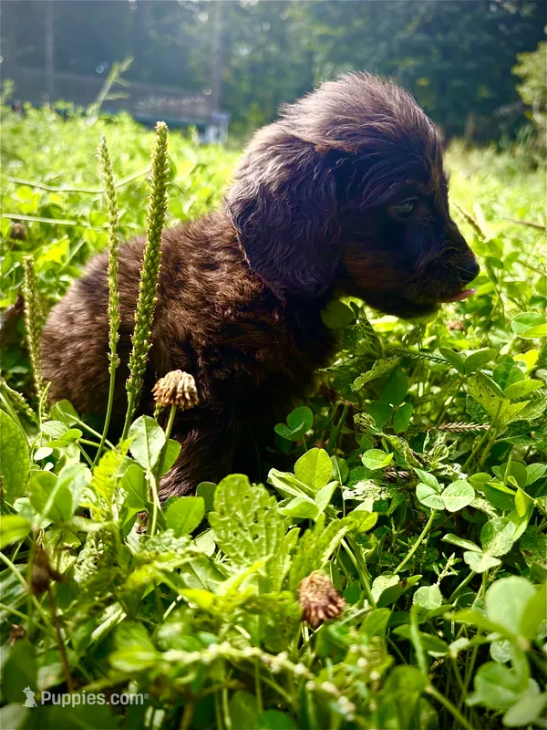 Bernard – Doxiepoo puppy for sale in Bloomington, IN