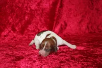 Anna Mini , a female Miniature Dachshund for sale in Bloomington, IN – Photo 2 of 6