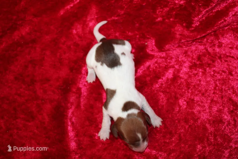 Anna Mini  – Miniature Dachshund puppy for sale in Bloomington, IN