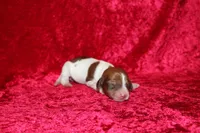 Anna Mini , a female Miniature Dachshund for sale in Bloomington, IN – Photo 4 of 6