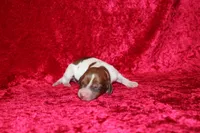Anna Mini , a female Miniature Dachshund for sale in Bloomington, IN – Photo 5 of 6