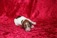 Anna Mini , a female Miniature Dachshund for sale in Bloomington, IN – Photo 6 of 6