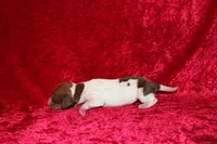 Anna Mini , a female Miniature Dachshund for sale in Bloomington, IN – Photo 3 of 6