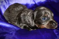 Helen, a female Miniature Dachshund for sale in Bloomington, IN – 5 of 6