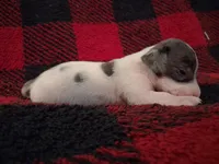Dexter, a male Miniature Dachshund for sale in Bloomington, IN – 4 of 4