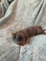 Lovey, a female Miniature Dachshund for sale in Bloomington, IN – 7 of 7