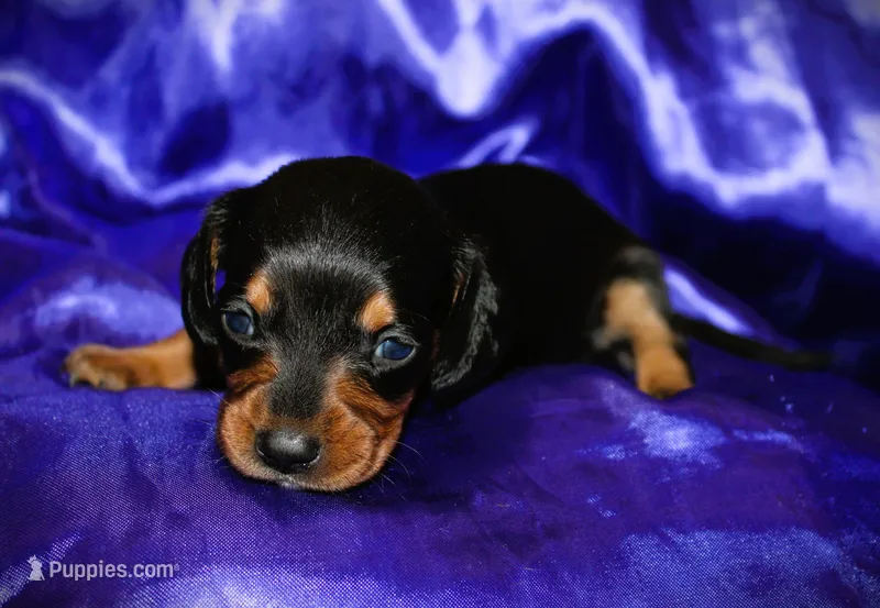 Calypso – Miniature Dachshund puppy for sale in Bloomington, IN