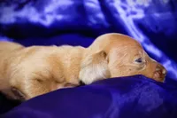 Nausica, a female Miniature Dachshund for sale in Bloomington, IN – 4 of 6