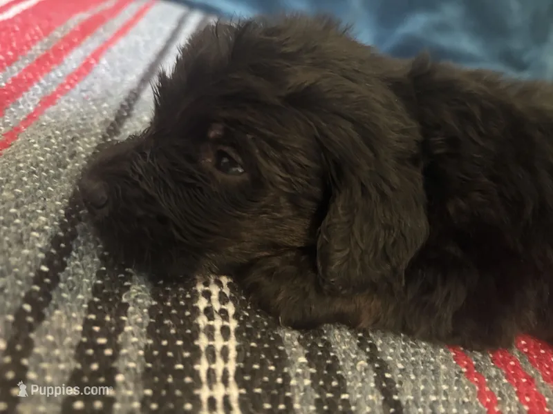 Teddy – Doxiepoo puppy for sale in Bloomington, IN