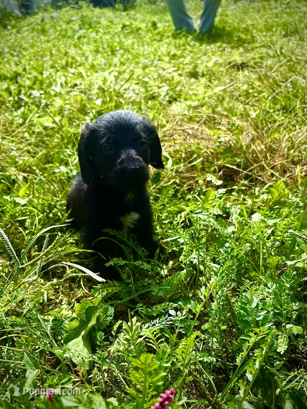 Honey – Doxiepoo puppy for sale in Bloomington, IN