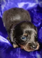 Helen, a female Miniature Dachshund for sale in Bloomington, IN – 2 of 6