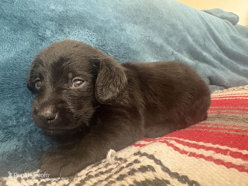 Freddy – Doxiepoo puppy for sale in Bloomington, IN