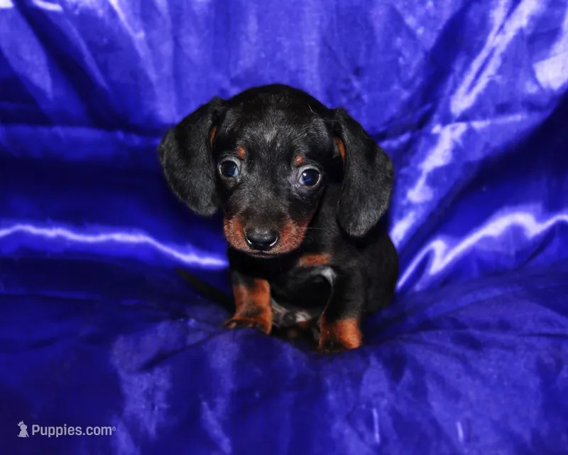 Bane – Miniature Dachshund puppy for sale in Bloomington, IN