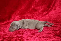 Scuttle Mini , a male Miniature Dachshund for sale in Bloomington, IN – Photo 7 of 9
