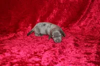 Scuttle Mini , a male Miniature Dachshund for sale in Bloomington, IN – Photo 5 of 9