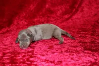 Scuttle Mini , a male Miniature Dachshund for sale in Bloomington, IN – Photo 2 of 9