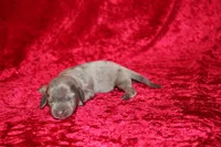 Scuttle Mini , a male Miniature Dachshund for sale in Bloomington, IN – Photo 3 of 9
