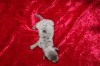 Scuttle Mini , a male Miniature Dachshund for sale in Bloomington, IN – Photo 9 of 9