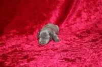 Scuttle Mini , a male Miniature Dachshund for sale in Bloomington, IN – Photo 4 of 9