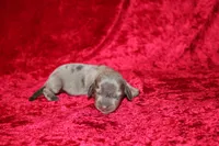 Scuttle Mini , a male Miniature Dachshund for sale in Bloomington, IN – Photo 8 of 9