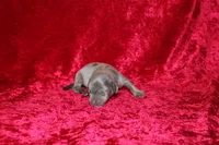 Scuttle Mini , a male Miniature Dachshund for sale in Bloomington, IN – Photo 6 of 9