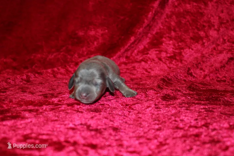 Scuttle Mini  – Miniature Dachshund puppy for sale in Bloomington, IN