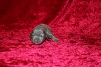 Scuttle Mini , a male Miniature Dachshund for sale in Bloomington, IN – Photo 1 of 9