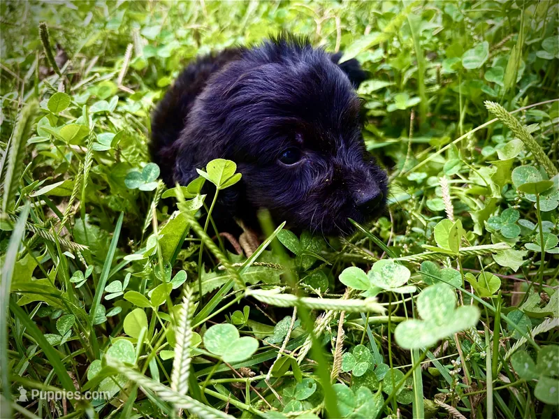 Teddy – Doxiepoo puppy for sale in Bloomington, IN