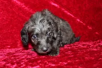 Mia, a female Doxiepoo for sale in Bloomington, IN – Photo 4 of 10