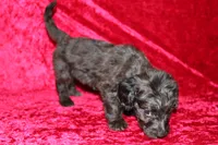 Mia, a female Doxiepoo for sale in Bloomington, IN – Photo 2 of 10