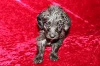 Mia, a female Doxiepoo for sale in Bloomington, IN – Photo 1 of 10