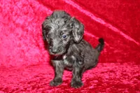 Mia, a female Doxiepoo for sale in Bloomington, IN – Photo 3 of 10
