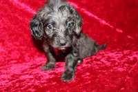 Mia, a female Doxiepoo for sale in Bloomington, IN – Photo 8 of 10