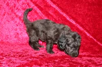 Mia, a female Doxiepoo for sale in Bloomington, IN – Photo 10 of 10
