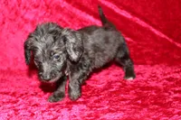 Mia, a female Doxiepoo for sale in Bloomington, IN – Photo 5 of 10