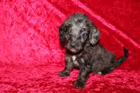 Mia, a female Doxiepoo for sale in Bloomington, IN – Photo 9 of 10
