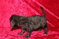 Mia, a female Doxiepoo for sale in Bloomington, IN – Photo 7 of 10