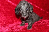 Mia, a female Doxiepoo for sale in Bloomington, IN – Photo 6 of 10