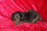 Rapunzel, a female Doxiepoo for sale in Bloomington, IN – Photo 7 of 10