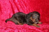 Rapunzel, a female Doxiepoo for sale in Bloomington, IN – Photo 3 of 10
