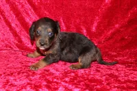 Rapunzel, a female Doxiepoo for sale in Bloomington, IN – Photo 9 of 10