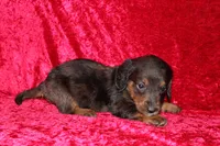 Rapunzel, a female Doxiepoo for sale in Bloomington, IN – Photo 6 of 10
