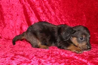 Rapunzel, a female Doxiepoo for sale in Bloomington, IN – Photo 5 of 10
