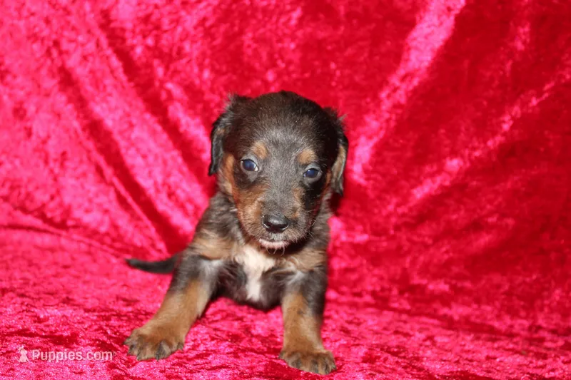 Rapunzel, a female Doxiepoo for sale in Bloomington, IN – Photo 1 of 10