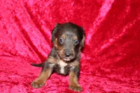 Rapunzel, a female Doxiepoo for sale in Bloomington, IN – Photo 1 of 10