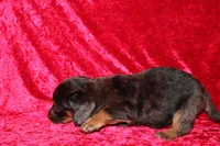 Rapunzel, a female Doxiepoo for sale in Bloomington, IN – Photo 8 of 10