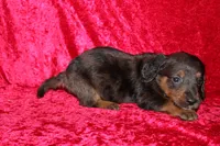 Rapunzel, a female Doxiepoo for sale in Bloomington, IN – Photo 4 of 10