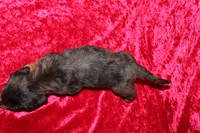 Rapunzel, a female Doxiepoo for sale in Bloomington, IN – Photo 10 of 10