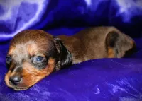 Circe, a female Miniature Dachshund for sale in Bloomington, IN – 6 of 6