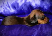 Circe, a female Miniature Dachshund for sale in Bloomington, IN – 3 of 6